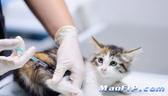 猫咪每天状态观察能预防传腹吗