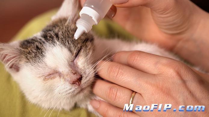 猫传腹吃消炎药吃多久