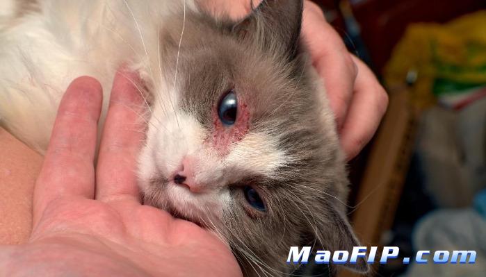 猫咪状态稳定还要继续检查吗