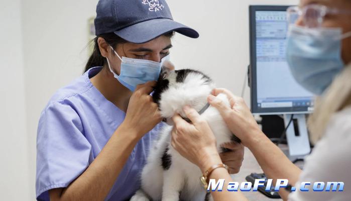 猫传腹容易被误诊成什么病