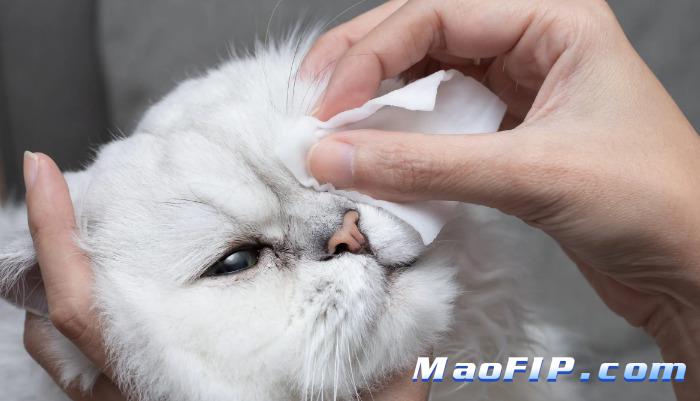 预防猫传腹是不是要少应激