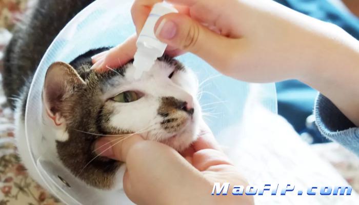 猫传腹怎么预防