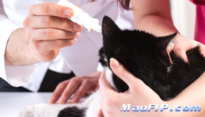 猫传腹治疗成功率高不高