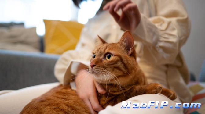 干性猫传染性腹膜炎(FIP)需要做什么检查