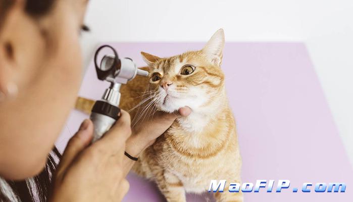 猫传腹可以吃消炎药吗