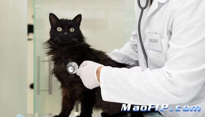 猫传腹是什么原因造成的会传染吗