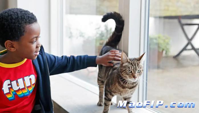 猫传腹治好后能像正常猫一样吗