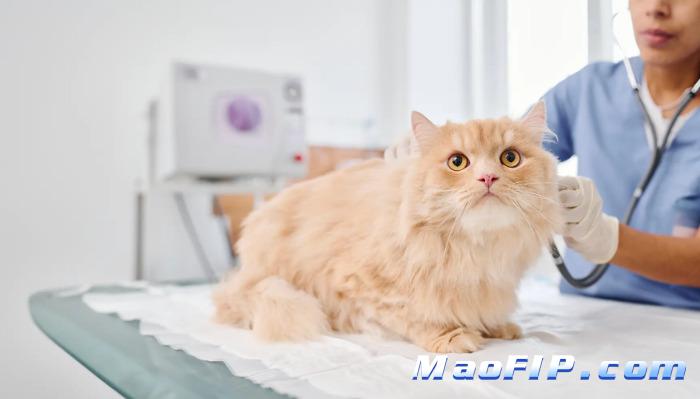 猫传腹是什么病毒引起的