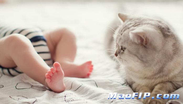 猫传腹会导致体重下降吗