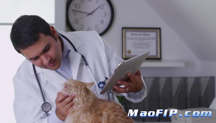 猫传腹治疗土方法