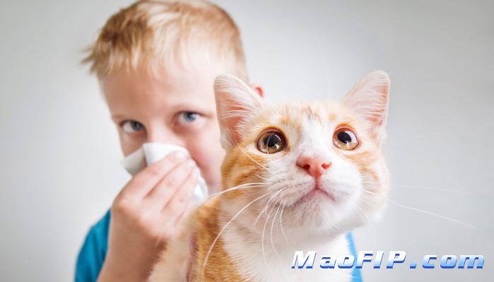 猫传腹是否会遗传