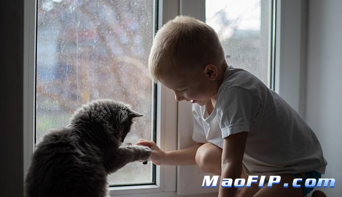 猫传腹症状母鸡蹲