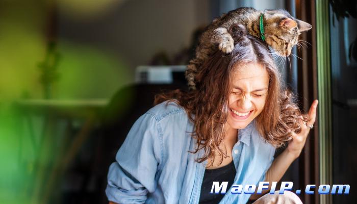 猫咪不和别的猫接触还会得传腹吗