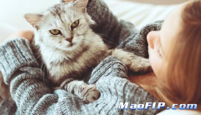 猫传腹治疗贵该坚持吗