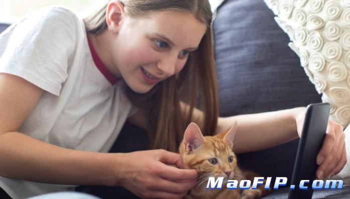 猫咪猫传腹治疗的话多少钱