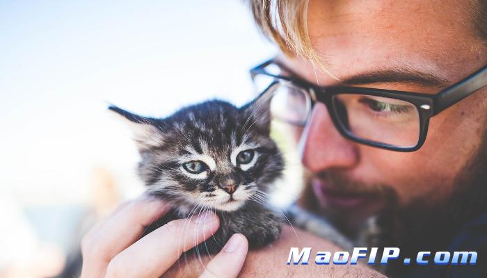 猫传腹(FIP)咋治疗