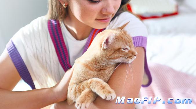 猫传腹是不是容易被误诊