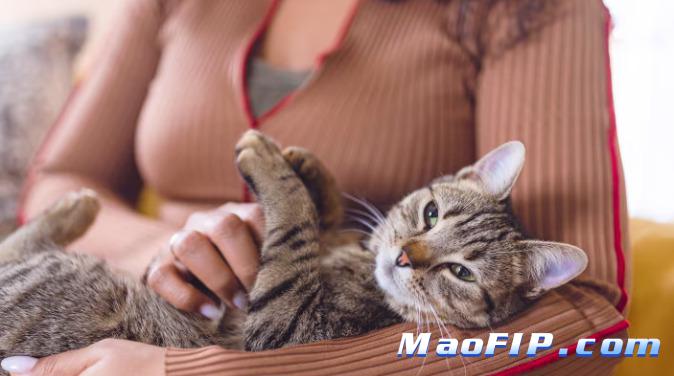 猫传腹前期征兆