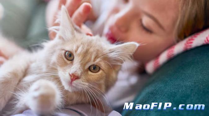 猫传腹复发几率