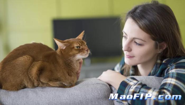 猫传腹自愈方法