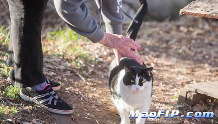 如果预防猫传腹