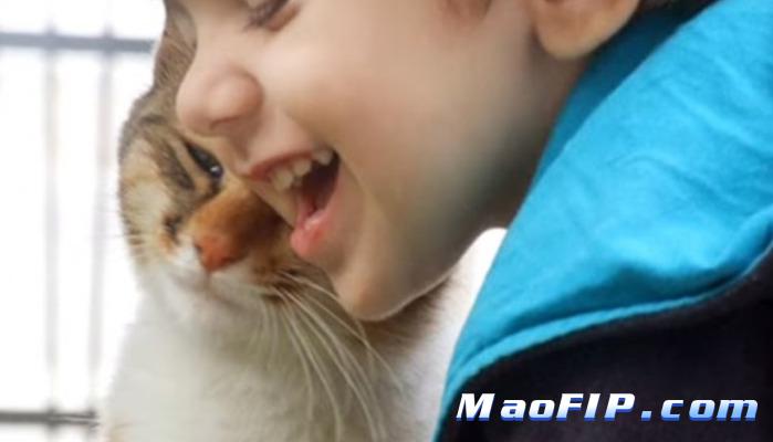 猫传腹(FIP)是应激引起的吗