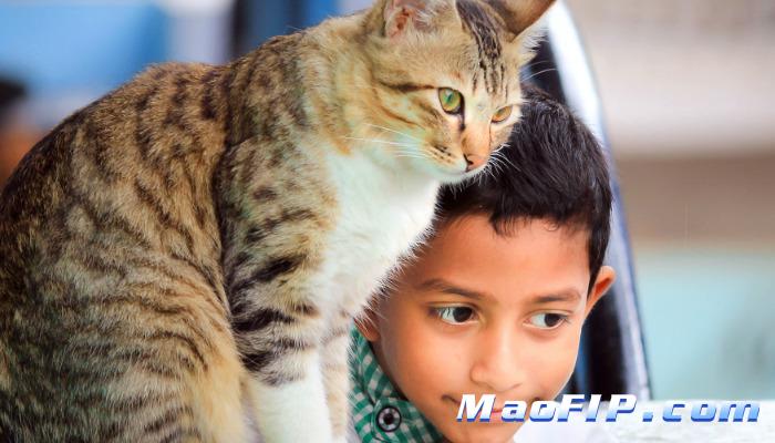 猫传染性腹膜炎腹水抽取后怎么化验