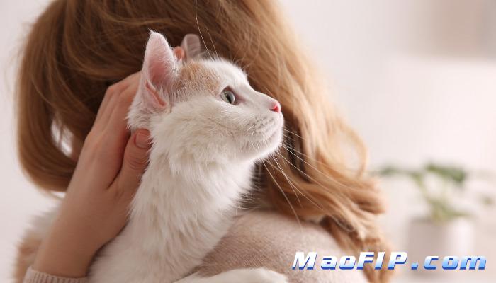 猫传腹初期治愈几率