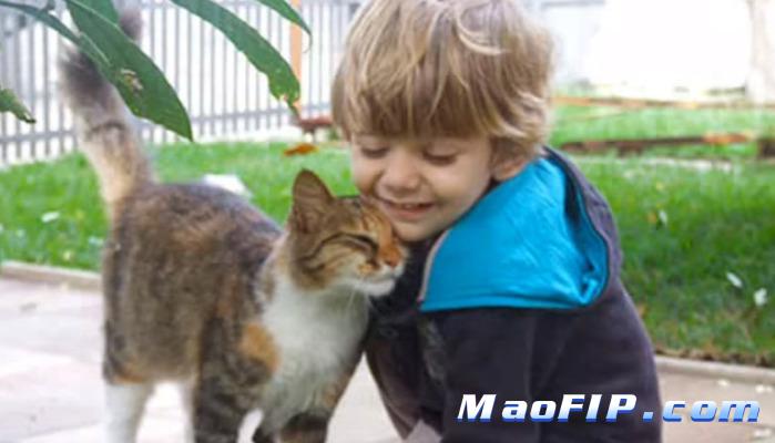 猫传腹中晚期治疗第3天