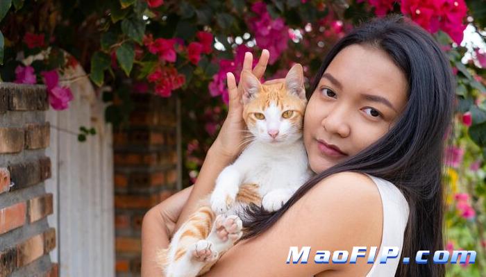 猫传腹怎么区分干性与湿性