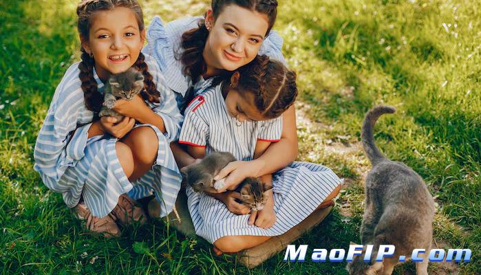 猫传腹传染率高吗