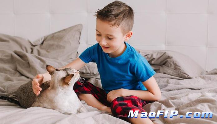 猫传腹吃什么消炎药