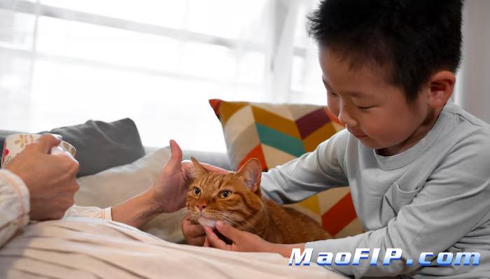 猫传腹腹水会鼓起来吗