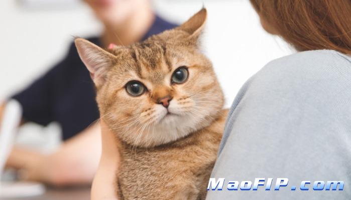 猫传腹会传染给另一只猫吗