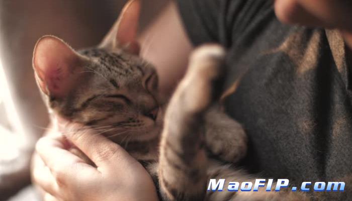 猫传腹的免疫抑制治疗