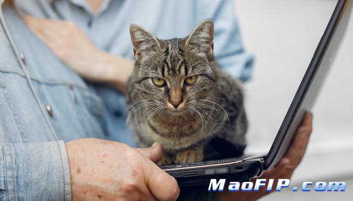 猫传腹打针价格