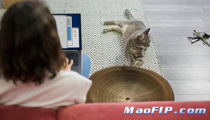 猫传腹的前兆是什么