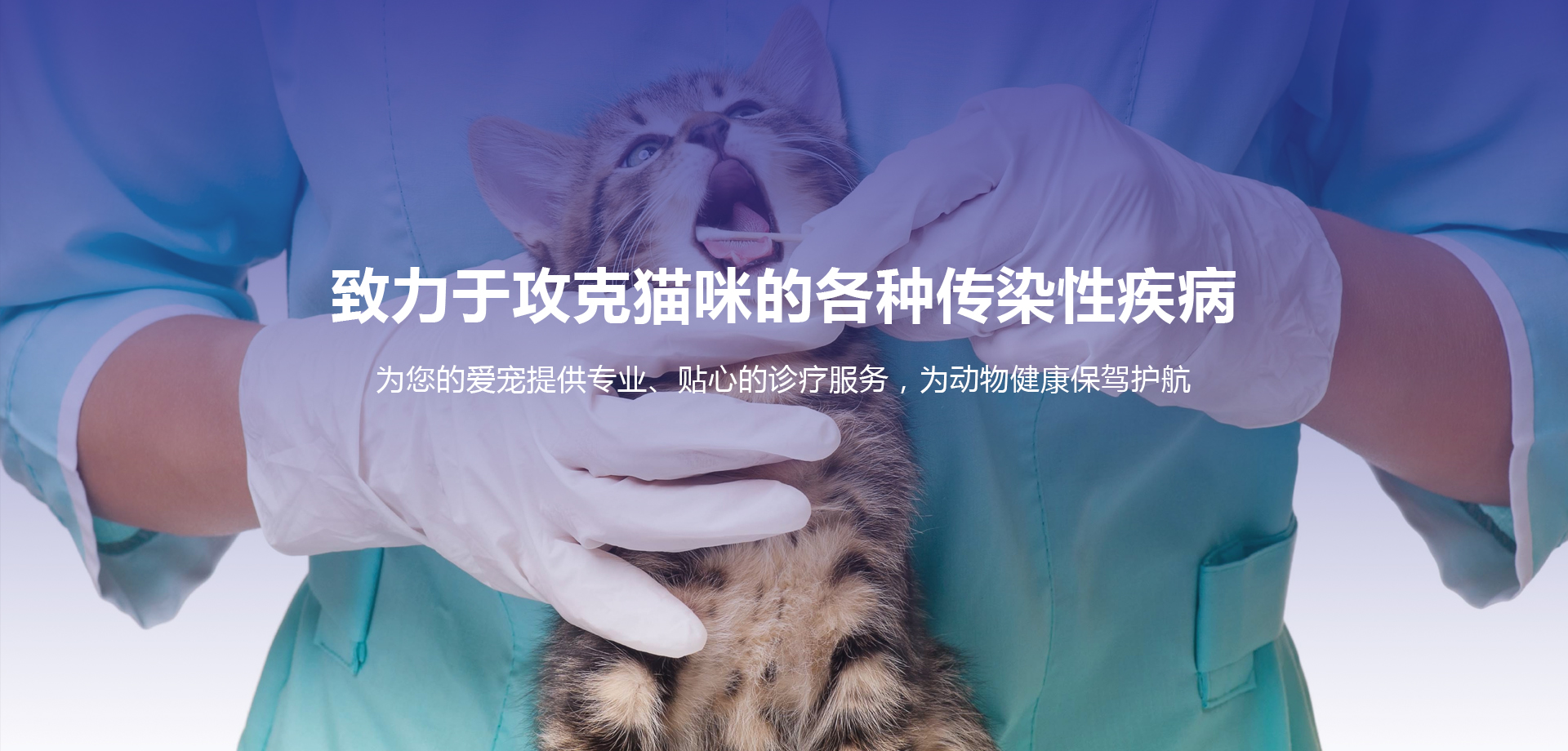 干性猫传腹怎么治疗最好