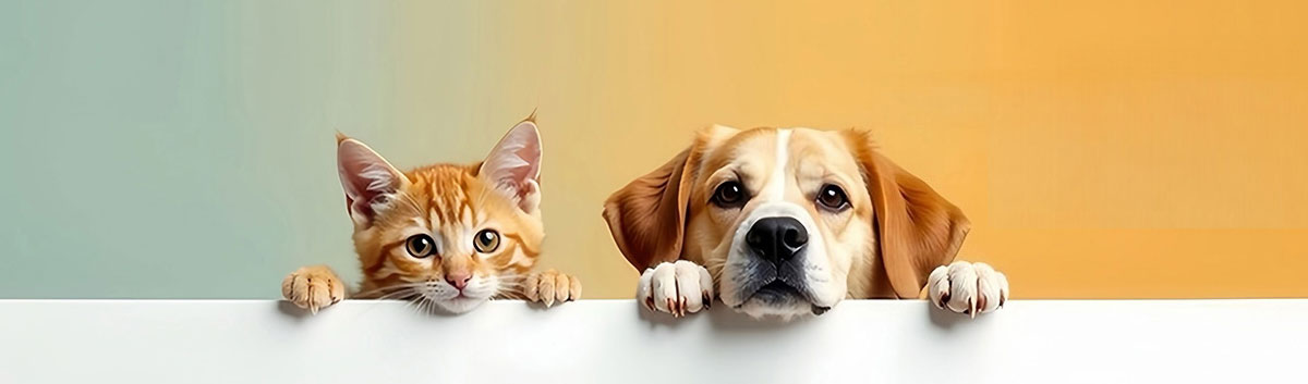 主人日常能发现哪些传腹症状